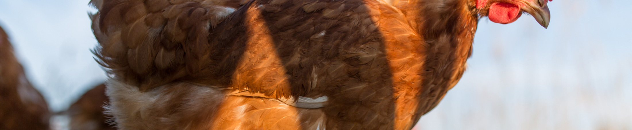 Veranstaltung der Geflügelwirtschaft Österreich